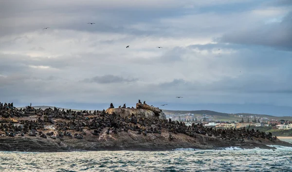 Kolonia Fok Cape Fur Seals Skalistej Wyspie Oceanie Wschód Słońca — Zdjęcie stockowe