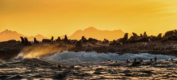 早上的海景 石岛上的海豹群 浪花在一个岩石岛上冲破 — 图库照片