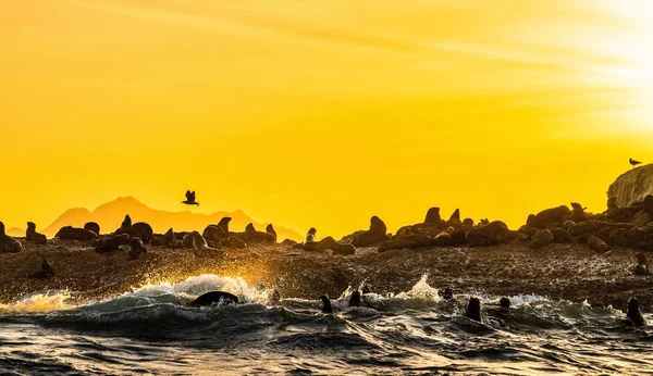 Meereslandschaft Der Früh Die Robbenkolonie Auf Der Felseninsel Große Wellen — Stockfoto