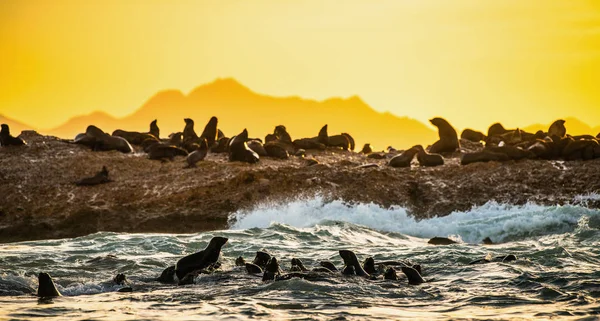 Seascape Morning Colony Seals Rocky Island Big Waves Splashes Breaking — Stock Photo, Image