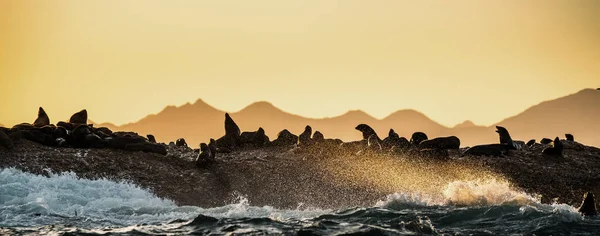 Paesaggio Marino Domattina Colonia Foche Sull Isola Rocciosa Grandi Onde — Foto Stock