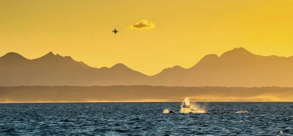 Naruszenie Wielkiego Białego Rekina Polowanie Rekiny Sylwetki Gór Tle Mgła — Zdjęcie stockowe