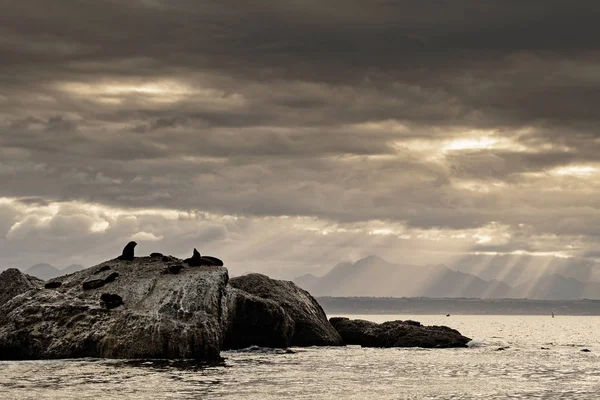 Deniz Burnu Seal Island Gün Doğumu Güney Afrika Kürk Fokları — Stok fotoğraf