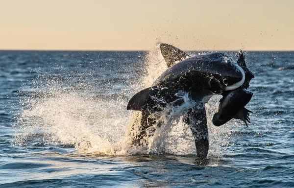 Breaching Great White Shark Shark Attacks Bait Scientific Name Carcharodon — Stock Photo, Image