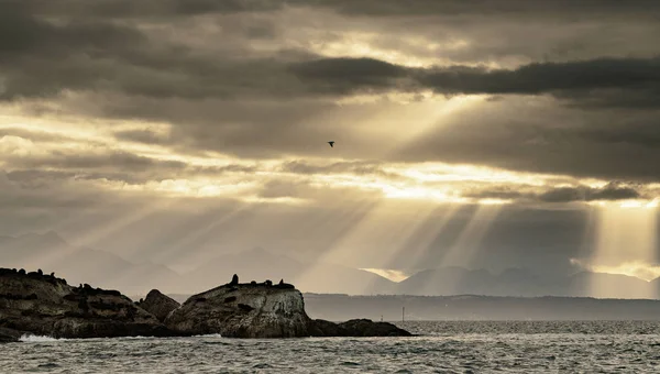 Przylądek Morski Wschód Słońca Seal Island Pieczęcie Futerkowe Republiki Południowej — Zdjęcie stockowe