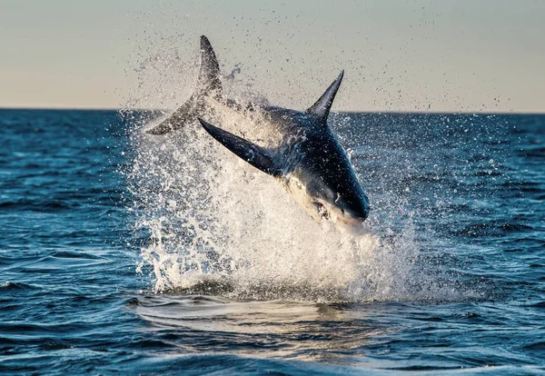 Sıçrayan Büyük Beyaz Köpekbalığı Saldırı Altındayız Bilimsel Adı Carcharodon Carcharias — Stok fotoğraf