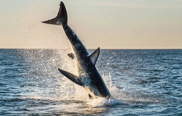 Springen Großer Weißer Hai Bruch Angriff Wissenschaftlicher Name Carcharodon Carcharias — Stockfoto