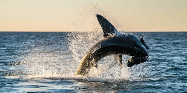 Breaching Great White Shark Shark Attacks Bait Scientific Name Carcharodon — Stock Photo, Image