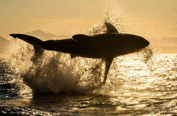 Silhouette Great White Shark Jump Red Sky Sunrise Breaching Attack — Stock Photo, Image