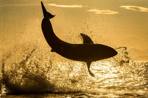 Büyük Beyaz Köpekbalığının Silueti Atlıyor Güneşin Kızıl Gökyüzü Saldırı Altındayız — Stok fotoğraf