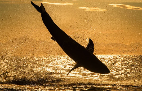 Silhouette Great White Shark Jump Red Sky Sunrise Breaching Attack — Stock Photo, Image