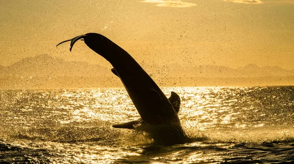 Силует Великої Білої Акули Стрибає Червоне Небо Сходу Сонця Атака — стокове фото