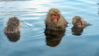 Family of Japanese macaques in the water of natural hot springs. The Japanese macaque ( Scientific name: Macaca fuscata), also known as the snow monkey. Natural habitat, winter season. clipart