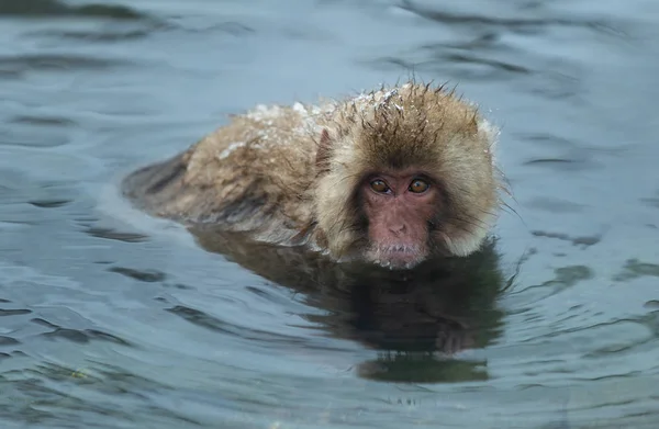 Macaco Japonês Água Fonte Termal Natural Nome Científico Macaca Fuscata — Fotografia de Stock