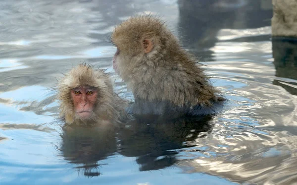 Famille Macaques Japonais Nettoie Laine Autre Dans Eau Des Sources — Photo