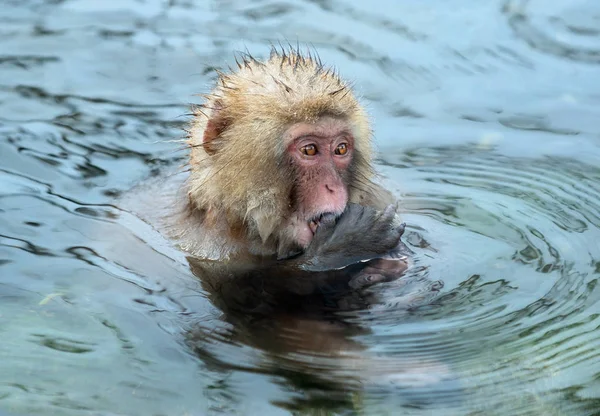 Macaque Japonais Dans Eau Source Chaude Naturelle Nom Scientifique Macaca — Photo