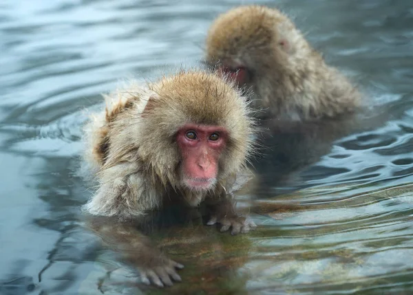 Familia Macacos Japoneses Limpia Lana Entre Agua Las Aguas Termales — Foto de Stock