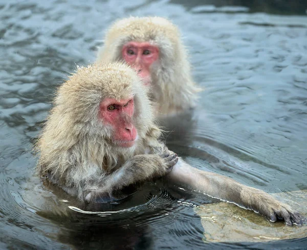 Familia Macacos Japoneses Limpia Lana Entre Agua Las Aguas Termales — Foto de Stock