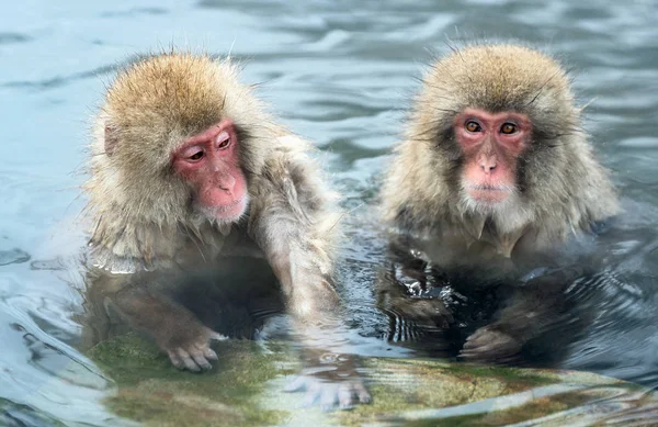 Японские Макаки Воде Природного Горячего Спринта Научное Название Macaca Fuscata — стоковое фото