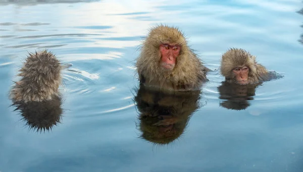 Familie Van Japanse Makaken Het Water Van Natuurlijke Warmwaterbronnen Japanse — Stockfoto