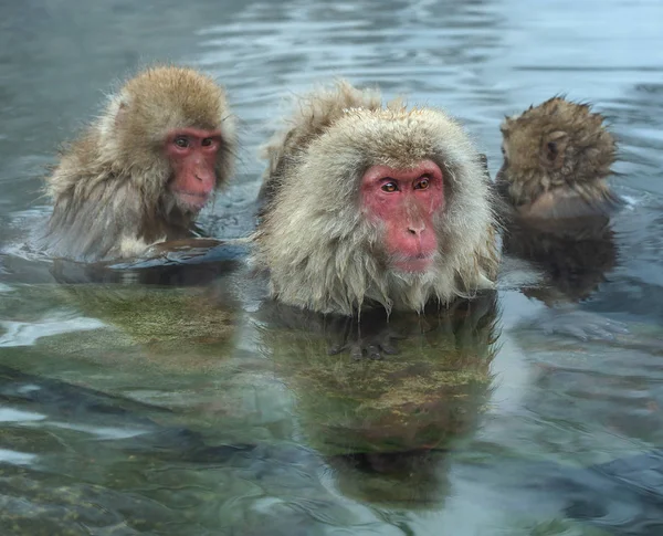 Familia Macacos Japoneses Limpia Lana Entre Agua Las Aguas Termales — Foto de Stock