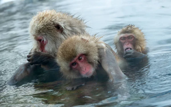 Família Macacos Japoneses Limpa Uns Aos Outros Água Fontes Termais — Fotografia de Stock