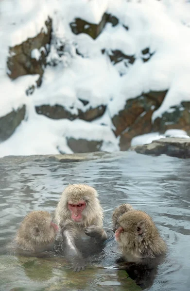 Família Macacos Japoneses Limpa Uns Aos Outros Água Fontes Termais — Fotografia de Stock