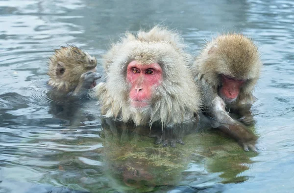Familia Macacos Japoneses Limpia Lana Entre Agua Las Aguas Termales — Foto de Stock