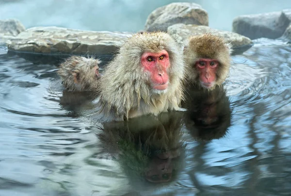 Familia Macacos Japoneses Agua Aguas Termales Naturales Macaco Japonés Nombre — Foto de Stock