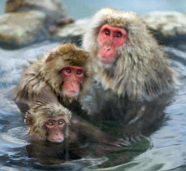 Familia Macacos Japoneses Agua Aguas Termales Naturales Macaco Japonés Nombre — Foto de Stock