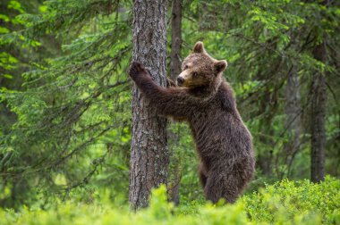 Brown bear stands on its hind legs by a tree in a summer forest. Scientific name: Ursus Arctos ( Brown Bear). Green natural background. Natural habitat. clipart
