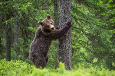 Kahverengi ayı, yaz ormanındaki bir ağacın yanında arka ayakları üzerinde duruyor. Bilimsel adı Ursus Arctos (Boz Ayı). Yeşil doğal arka plan. Doğal yaşam alanı.