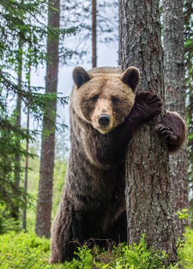 Kahverengi ayı, yaz ormanındaki bir ağacın yanında arka ayakları üzerinde duruyor. Bilimsel adı Ursus Arctos (Boz Ayı). Yeşil doğal arka plan. Doğal yaşam alanı.