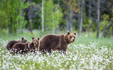 Dişi ayı ve yavruları. Yazın ormanda kahverengi ayılar beyaz çiçeklerin arasında. Bilimsel adı Ursus Arctos. Doğal yaşam alanı.