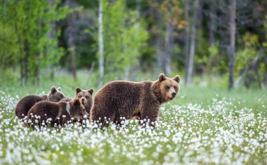 She-bear and cubs. Brown Bears in the forest at summer time among white flowers. Scientific name: Ursus arctos. Natural habitat. clipart