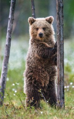 Kahverengi ayı, yaz ormanındaki bir ağacın yanında arka ayakları üzerinde duruyor. Ursus Arctos (Boz Ayı). Yeşil doğal arkaplan.