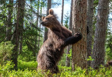 Kahverengi ayı, yaz ormanındaki bir ağacın yanında arka ayakları üzerinde duruyor. Ursus Arctos (Boz Ayı). Yeşil doğal arkaplan.