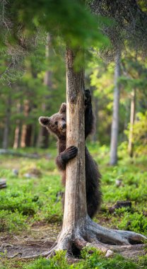 Kahverengi ayı yavrusu bir çam ağacına tırmanır. Doğal yaşam alanı. Yaz ormanı. Bilimsel adı: Ursus arctos.