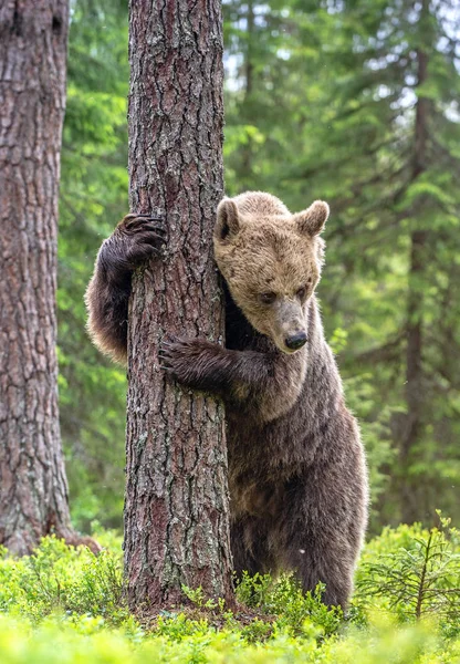 在夏日的森林里 棕熊用后腿站在一棵树旁 Ursus Arctos 绿色天然背景 自然生境 — 图库照片