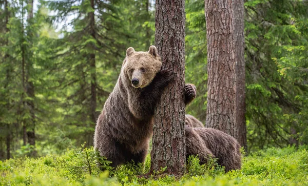 Brown bear standing on his hind legs. She-bear and cubs in the summer forest. Natural Habitat. Brown bear, scientific name: Ursus arctos. Summer season.