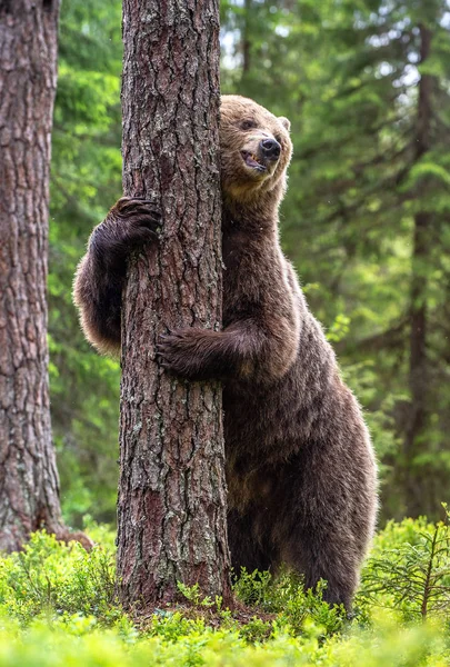 Браун Ведмідь Стоїть Задніх Лапах Біля Дерева Лісах Літа Наукове — стокове фото