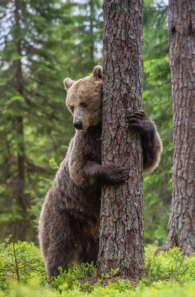 Brown Bear Stands Its Hind Legs Tree Summer Forest Scientific — Stock Photo, Image