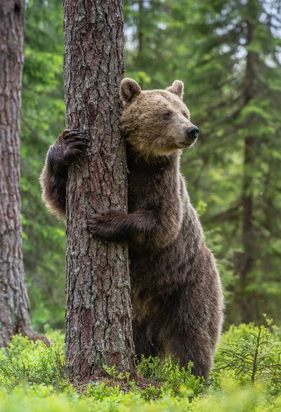 在夏日的森林里 棕熊用后腿站在一棵树旁 Ursus Arctos 绿色天然背景 自然生境 — 图库照片