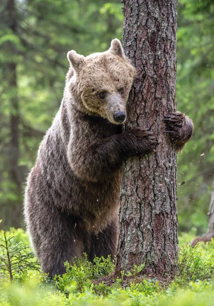 Urso Marrom Está Suas Patas Traseiras Por Uma Árvore Uma — Fotografia de Stock