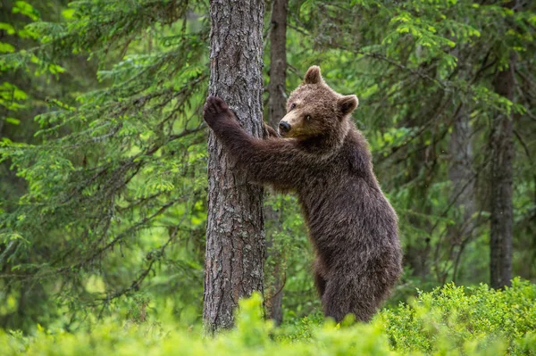 Urso Marrom Está Suas Patas Traseiras Por Uma Árvore Uma — Fotografia de Stock