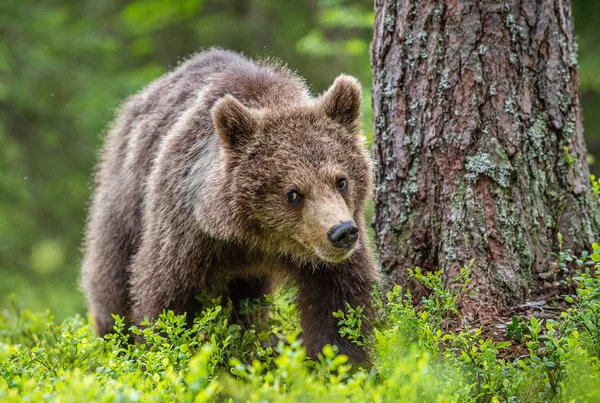 Nieletni Niedźwiedź Brunatny Letnim Lesie Zielony Las Naturalne Tło Nazwa — Zdjęcie stockowe