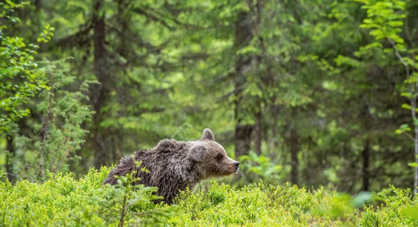 Nieletni Niedźwiedź Brunatny Letnim Lesie Zielony Las Naturalne Tło Nazwa — Zdjęcie stockowe