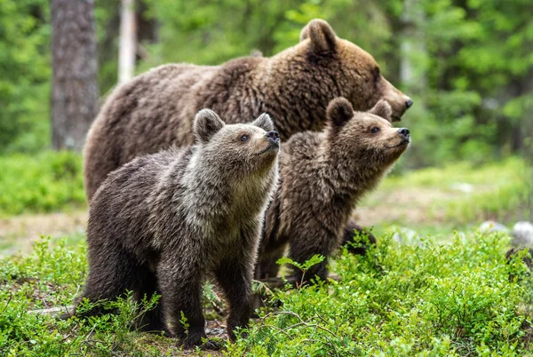 Bärin Und Junge Sommerwald Natürlichen Lebensraum Braunbär Wissenschaftlicher Name Ursus — Stockfoto