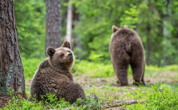 Louveteaux Ours Brun Dans Forêt Été Fond Naturel Vert Habitat — Photo