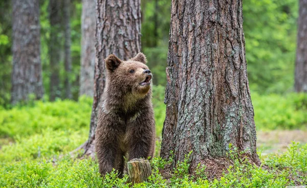 곰이다 자연적 학명은 Ursus Arctos 서식지 — 스톡 사진